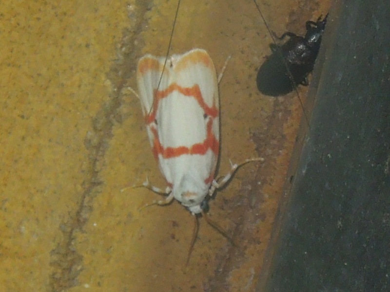 �ҥȥƥ󥢥�����������