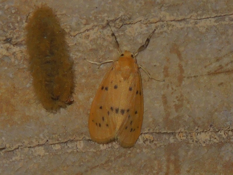 �ҥ�ۥ���������