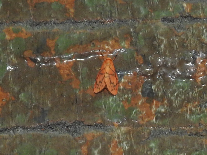 �ϥ����٥˥�����