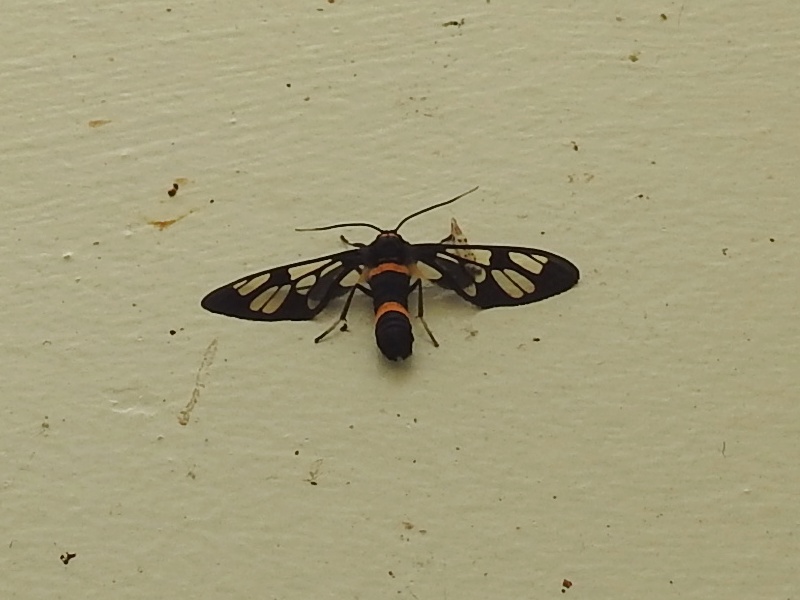 ���ޥĥ��Υ�