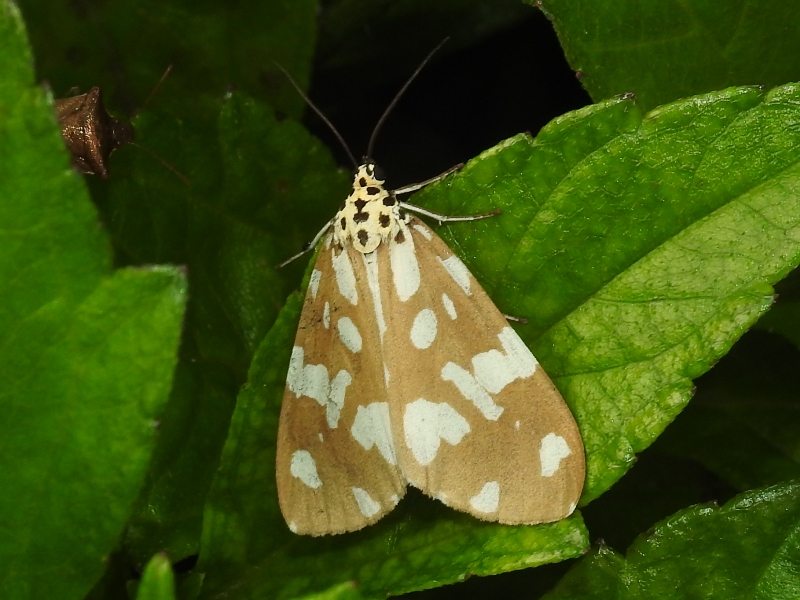 �����ʥ��󥷥���ɥ�