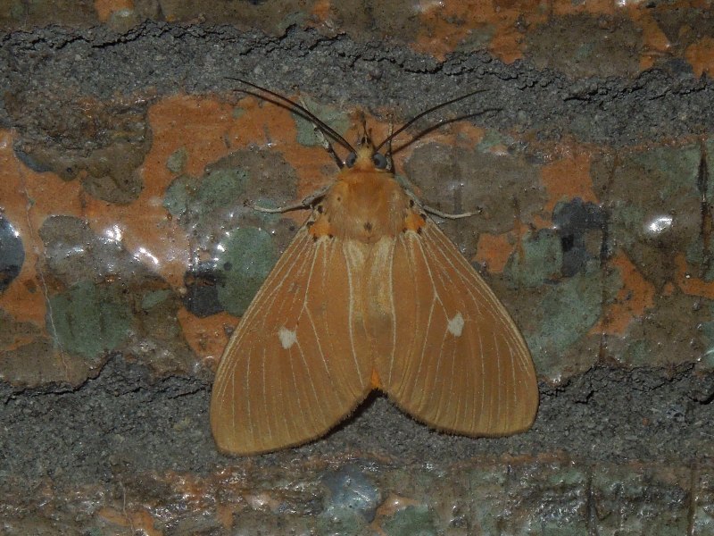 �������ҥȥ��ɥ�