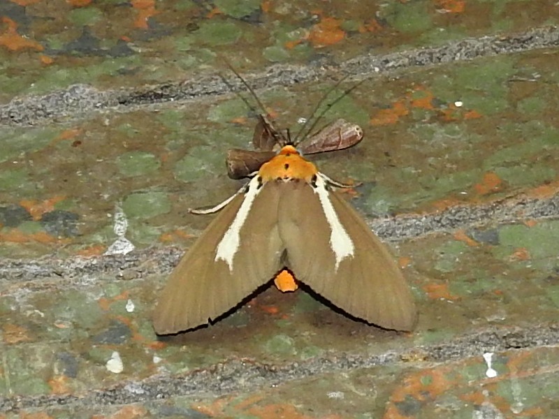 ���������ҥȥ��ɥ�