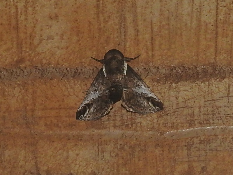 ��奦���奦���Υ��塞