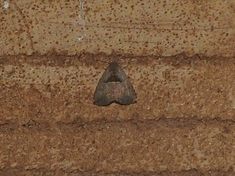 ���ȥ��ꥢ�ĥ�