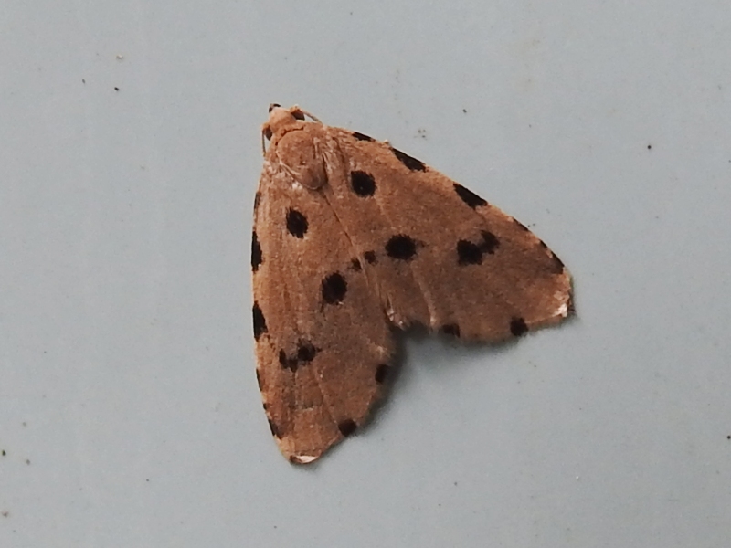 �ҥᥴ�ޥե��䥬