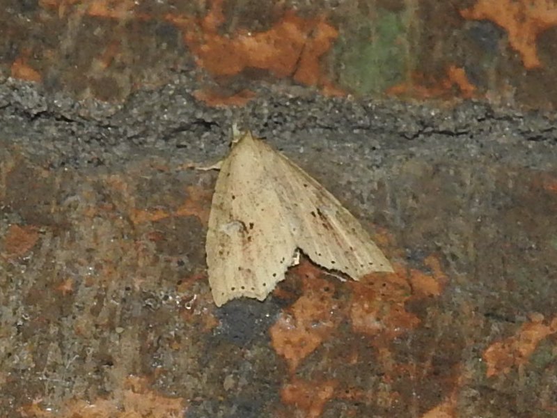 ���ȥϥ������ĥ�