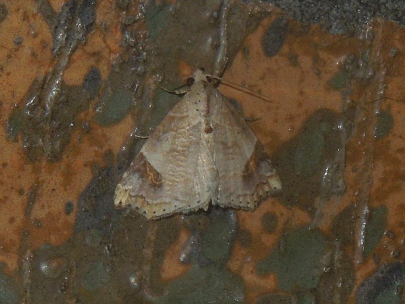 �ĥޥ�饵�����ĥ�