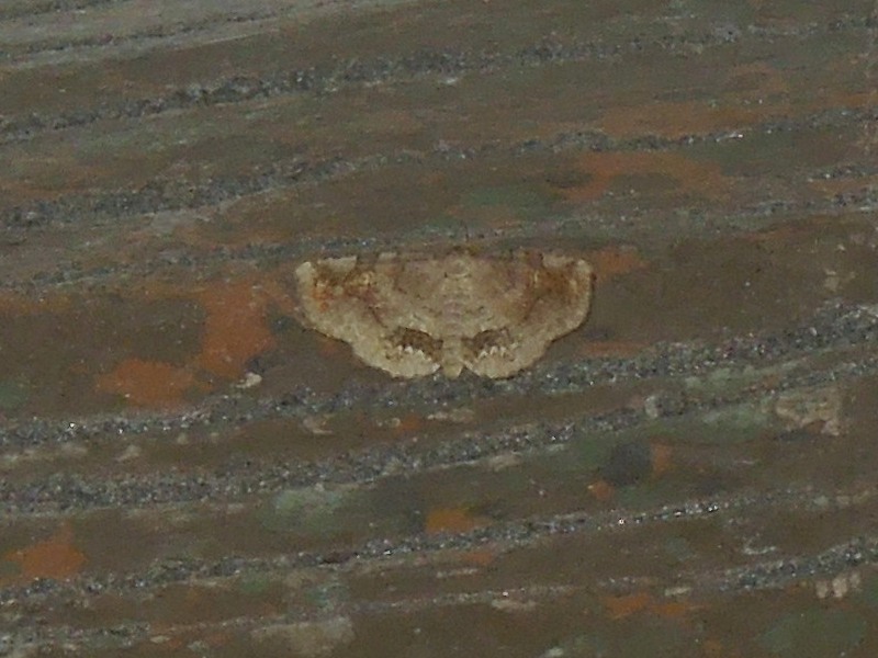 �����ĥޥ��ꥢ�ĥ�