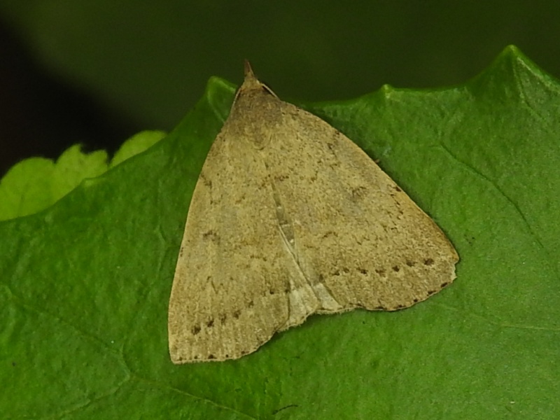 �䥯���ޥ��֥ҥ����ĥ�