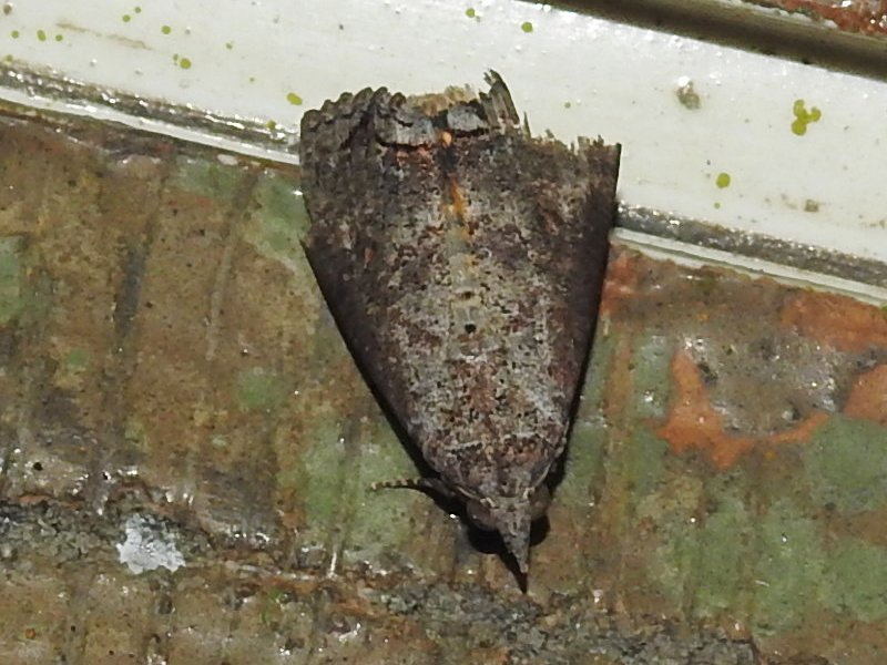 ������󥭥���������