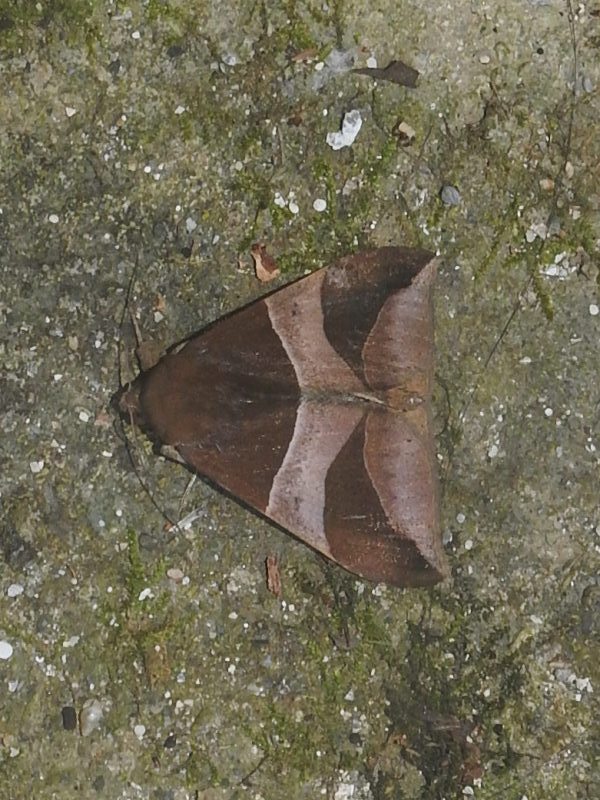 �����ӥ����֥ȥ�����