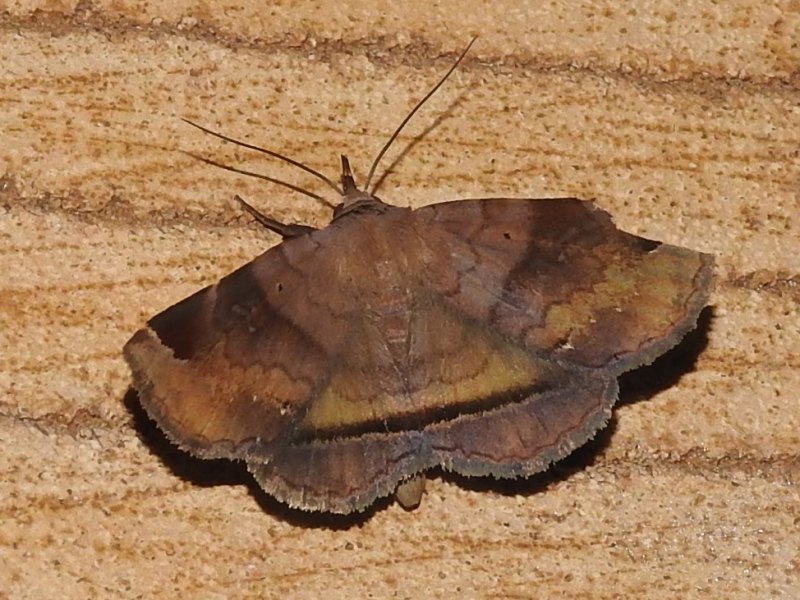 �����ʥ�ޥ����ҥ᥯����