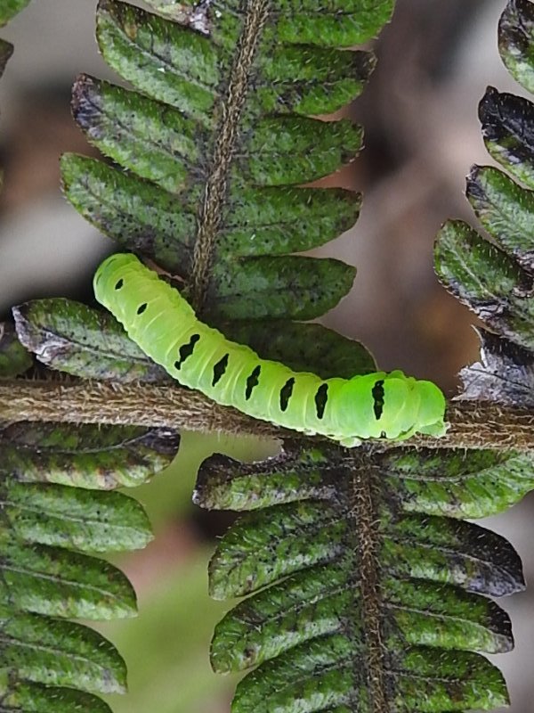 �ޥ���ĥޥ����ȥ�������