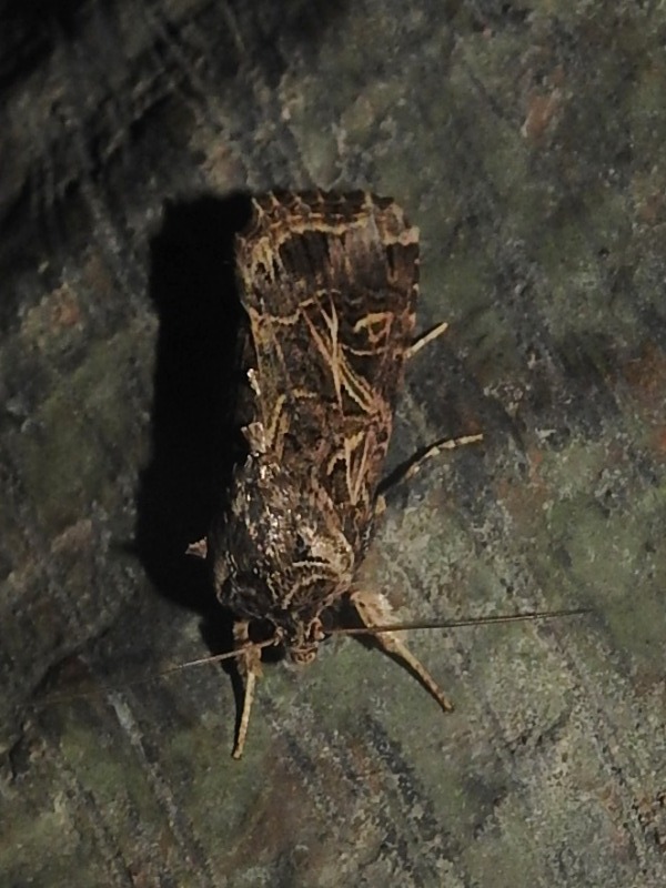 �ϥ�����ȥ�