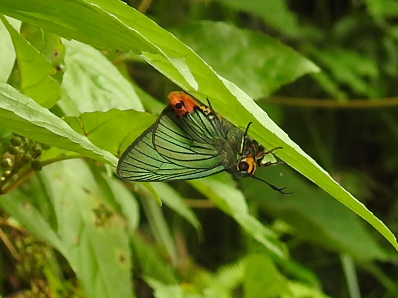 �����Х�����