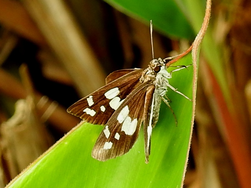 ����������󥻥���