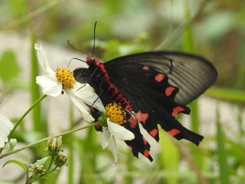 ���㥳��������