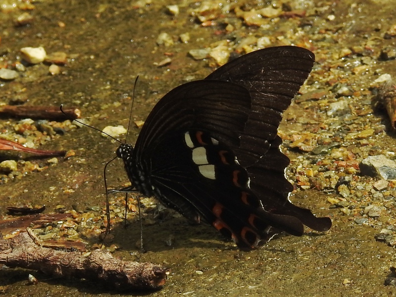 ��󥭥�����