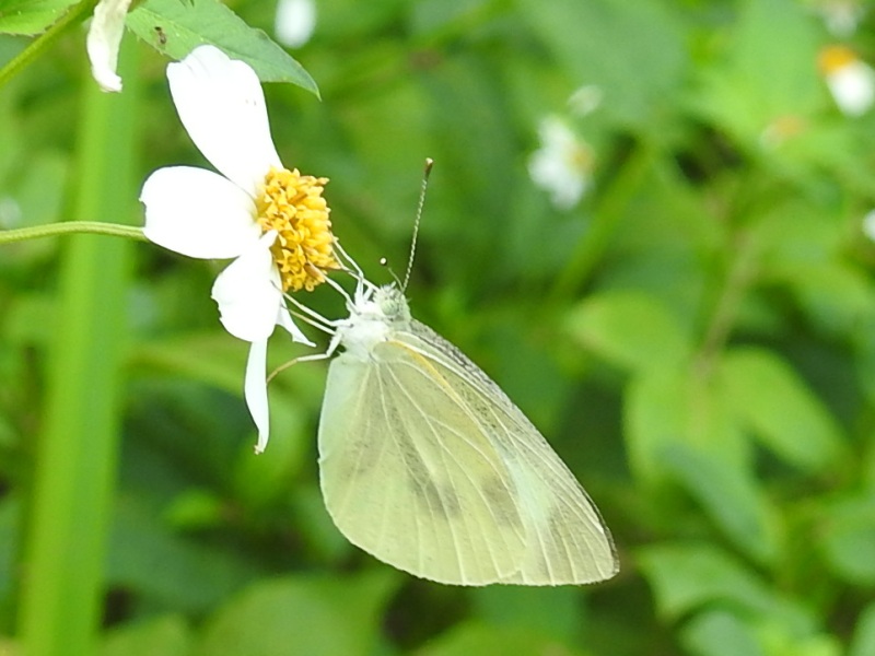 ��󥷥����祦