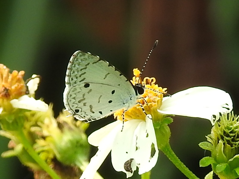 ������󥯥��ܥ�������