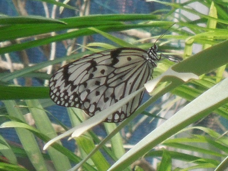 �������ޥ���