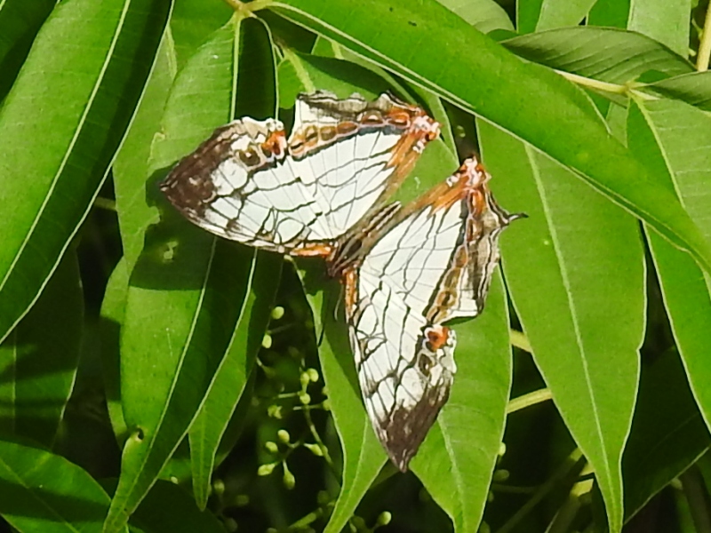 �����������祦