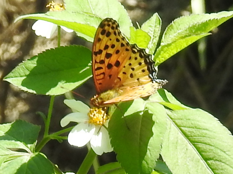 �ĥޥ����ҥ祦���