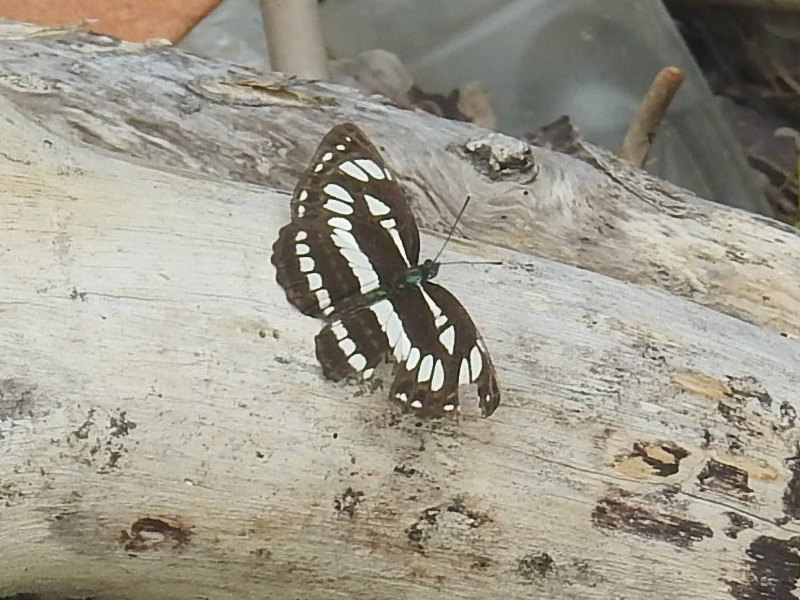 ��奦���奦�ߥ���