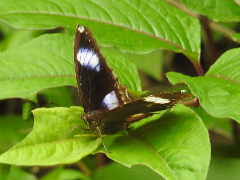 ��奦���奦��饵��