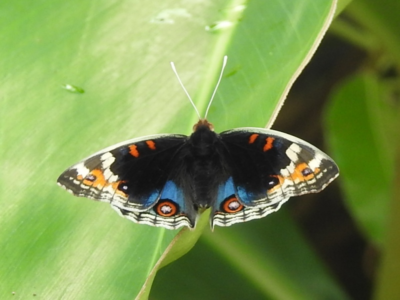 �������ƥϥ�ɥ�