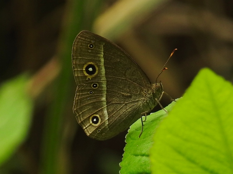 ��奦���奦�ҥ᥸��Υ�