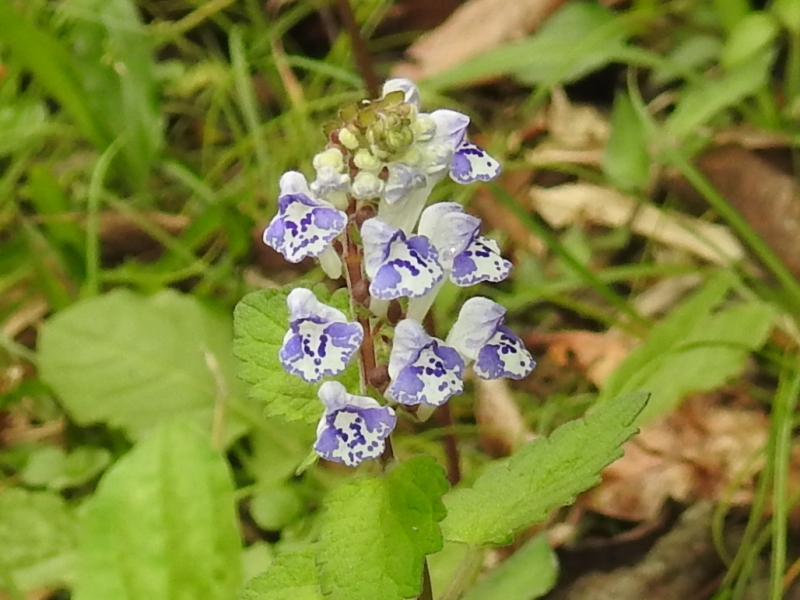 �����ܥ����ĥʥߥ���