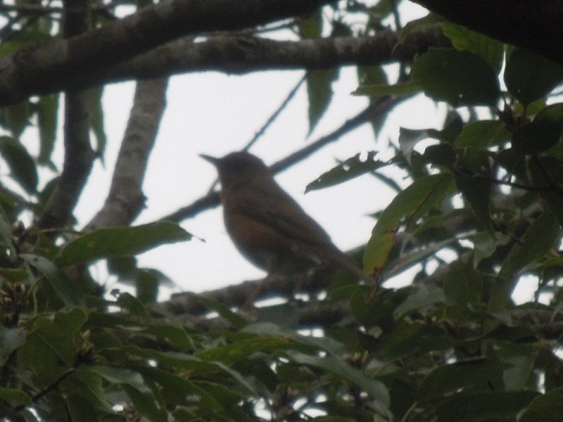 �����ϥ�