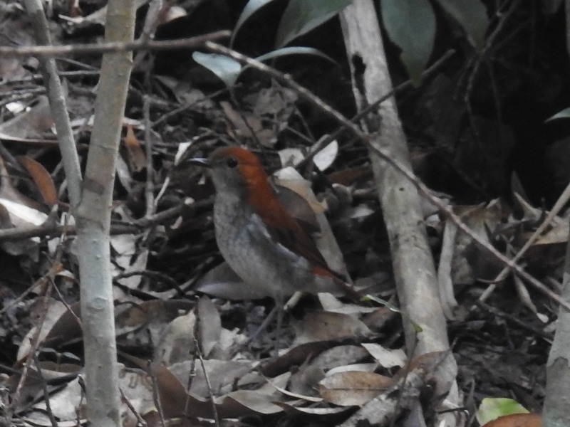 �����ҥ�