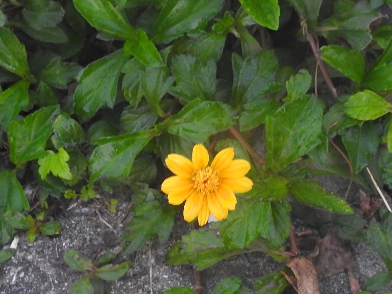 ����ꥫ�ϥޥ����