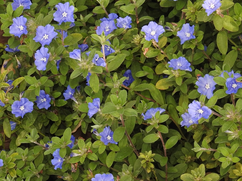 ����ꥫ��֥롼