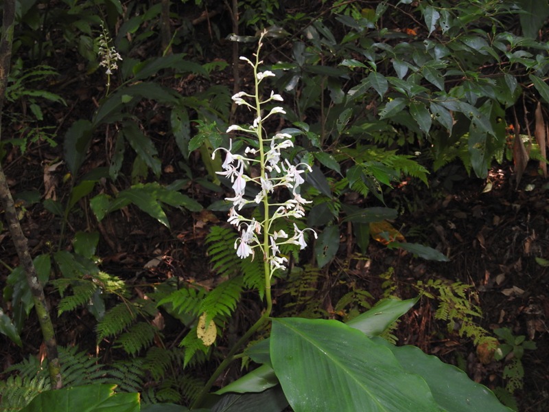 �����Υ��ޥ������