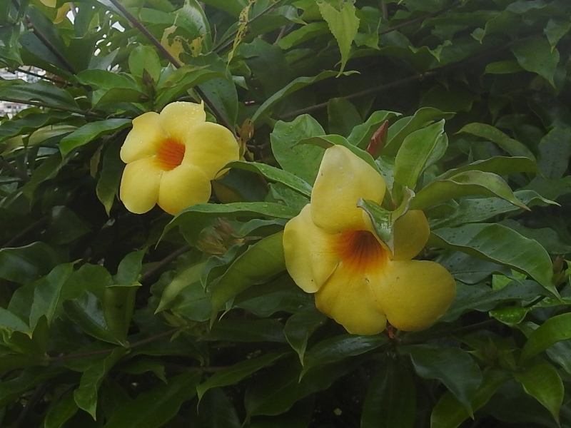 �����Хʥ��ꥢ��������