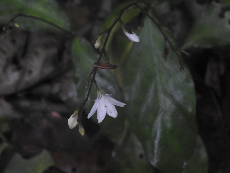 �����꥽��