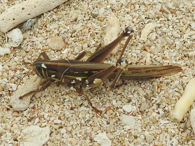 �������ĥ����ʥ�