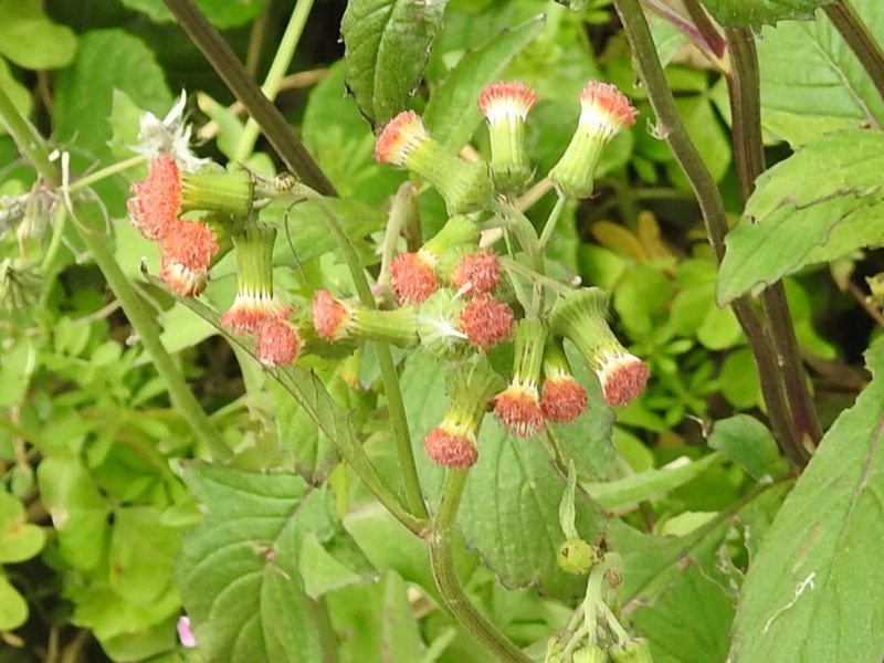 �٥˥Хʥܥ�����