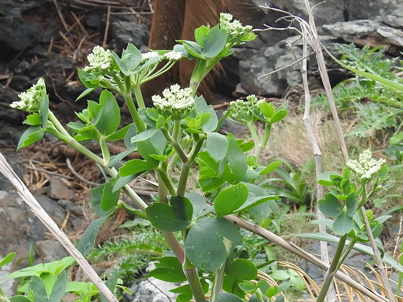 �ܥ���ܥ��ե�