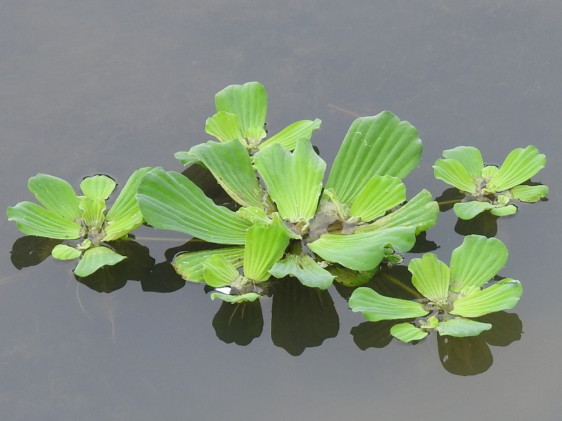 �ܥ��󥦥�����