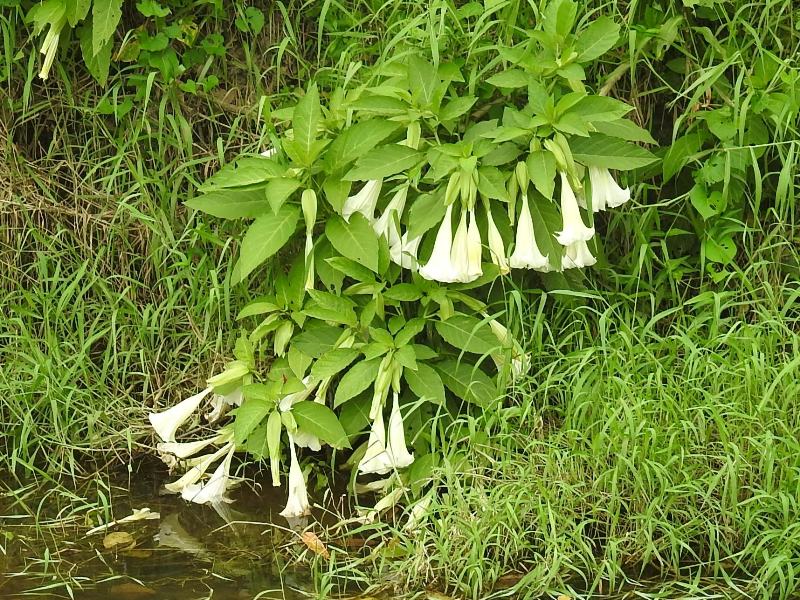 �֥륰�ޥ󥷥�