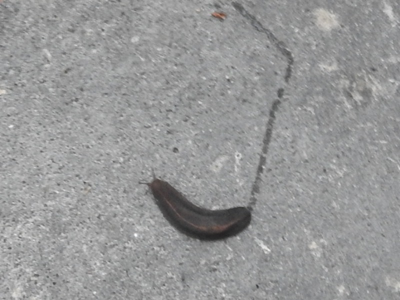 �����ҥ��ʥ᥯��