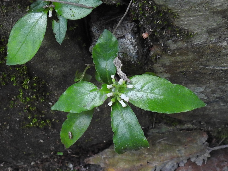 ����ܥ��ʥ��