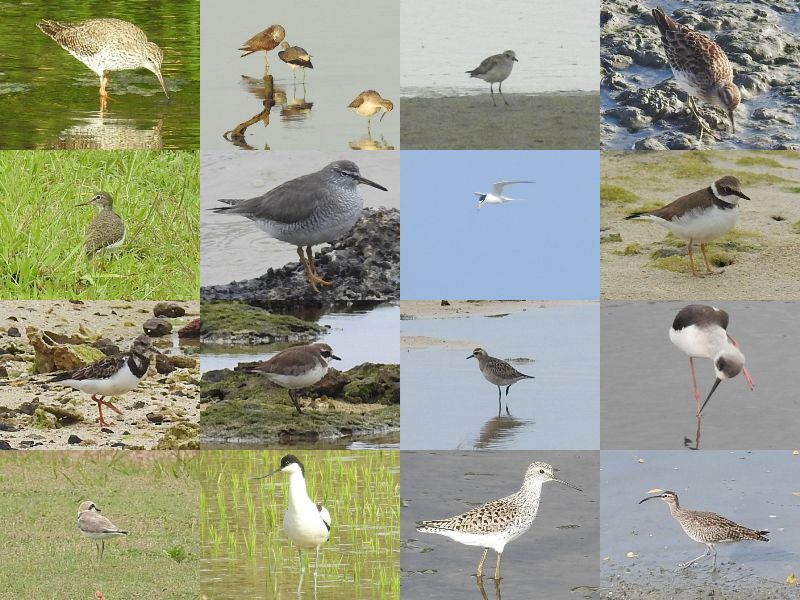 ���ɥ���