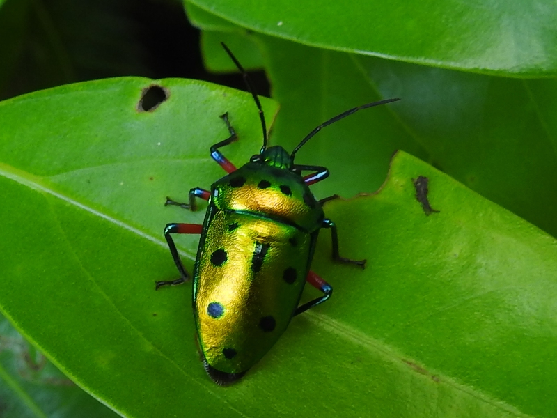 �ʥʥۥ����󥫥�ॷ