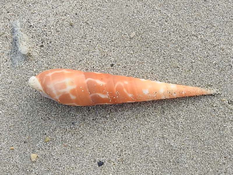 �٥˥����Υ�����